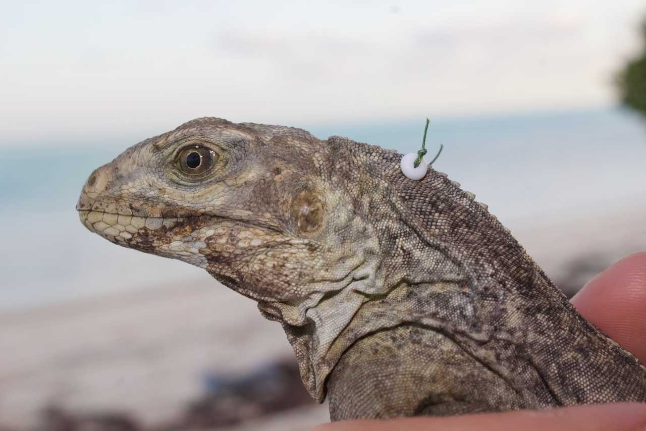 Close-up of an iguana's head